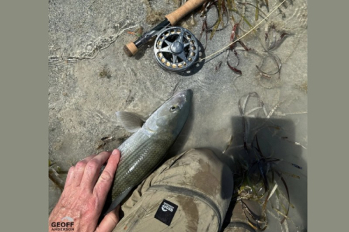 Geoff Anderson ZipZone Light p�skov�