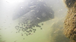 Zavec loka Sports M1-zsobnk 2kg